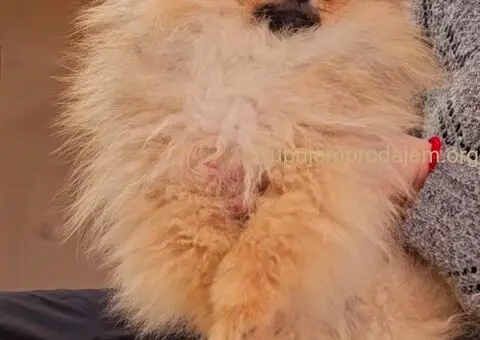 Premium pomeranci BOO-a SALE AKCIJA - 4/4