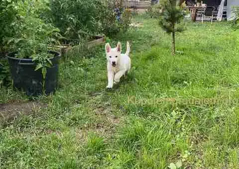 Beli švajcarski ovčar štenci - 5/6