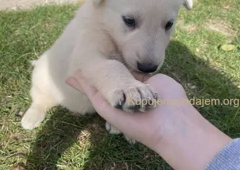 Beli švajcarski ovčar štenci - 6/6