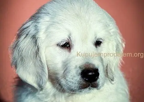 Zlatni retriver PRELEPI štenci - 1/5