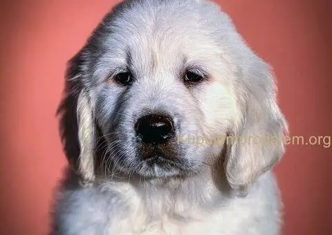 Zlatni retriver PRELEPI štenci - 2/5