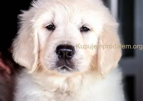 Zlatni retriver PRELEPI štenci - 4/5