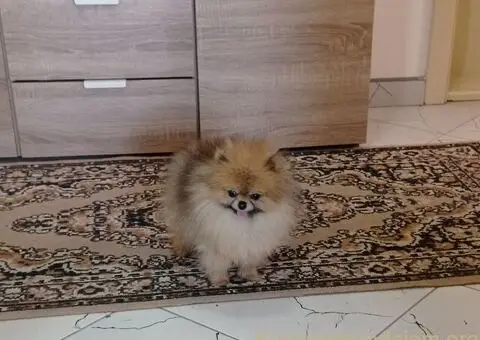 Zenka cistokrvnog pomeranca - 1/5