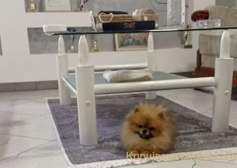 Zenka cistokrvnog pomeranca - 2/5