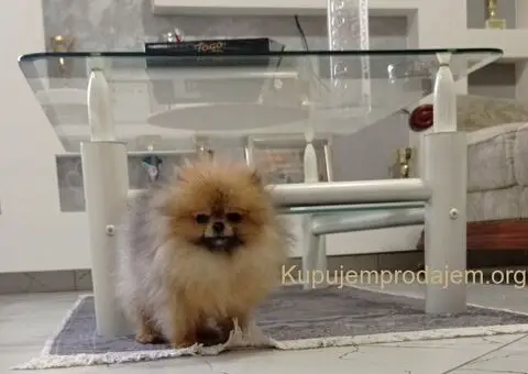 Zenka cistokrvnog pomeranca - 3/5