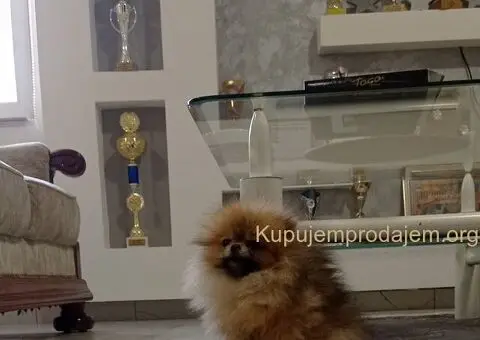 Zenka cistokrvnog pomeranca - 4/5