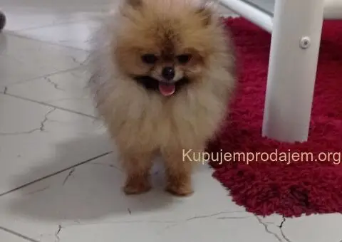 Zenka cistokrvnog pomeranca - 5/5