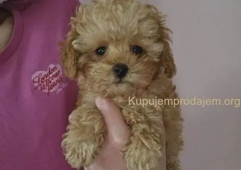 Prodajem preslatke bebice PUDLI - 1/5