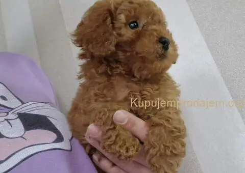 Prodajem preslatke bebice PUDLI - 2/5