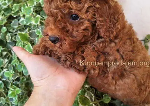 Prodajem preslatke bebice PUDLI - 3/5