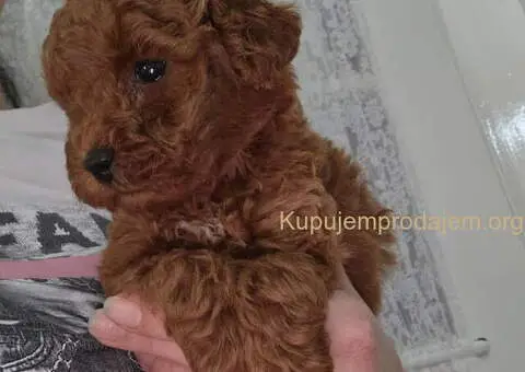 Prodajem preslatke bebice PUDLI - 4/5