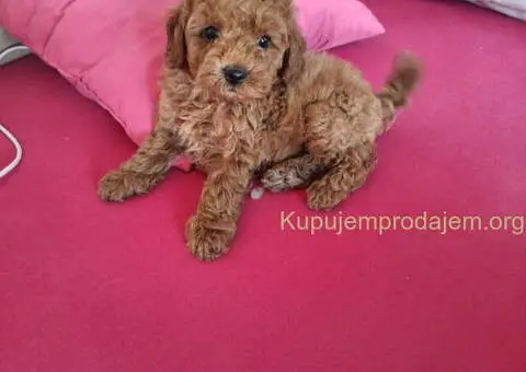 Prodajem preslatke bebice PUDLI - 5/5