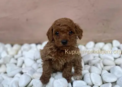 Patuljasta Pudla TOP štenci - 1/5