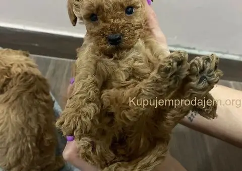 Patuljasta Pudla TOP štenci - 2/5