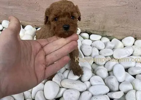 Patuljasta Pudla TOP štenci - 3/5