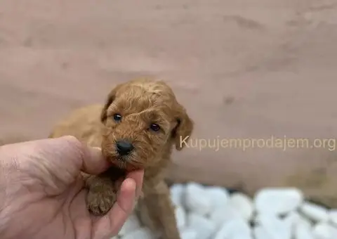 Patuljasta Pudla TOP štenci - 4/5