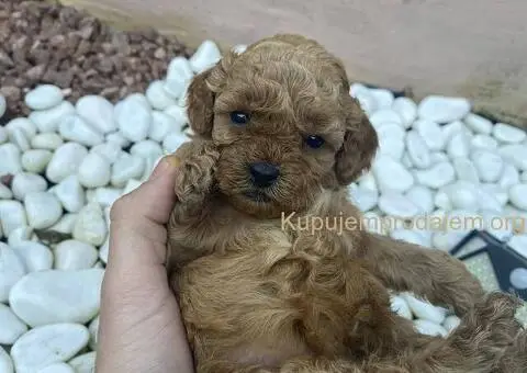 Patuljasta Pudla TOP štenci - 5/5