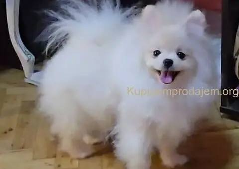 Pomeranac BOO medvedići, Pomeranski Špic štenci - 2/5