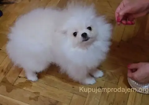Pomeranac BOO medvedići, Pomeranski Špic štenci - 3/5