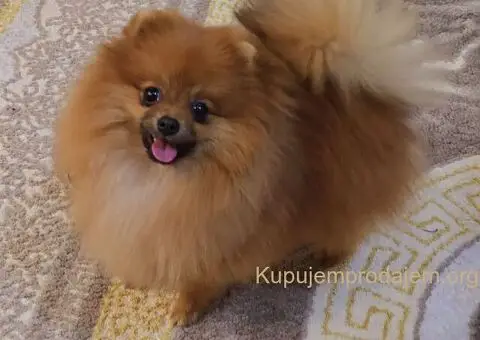Pomeranac BOO medvedići, Pomeranski Špic štenci - 4/5
