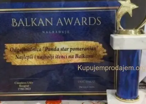 Pomeranac BOO medvedići, Pomeranski Špic štenci - 5/5