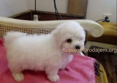 Kovrdžavi Bišon - 1/5