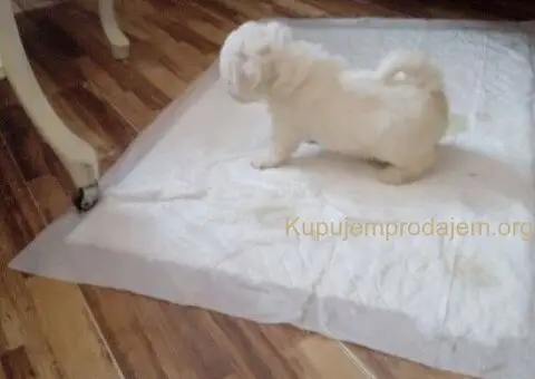 Kovrdžavi Bišon - 2/5