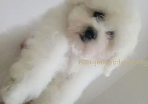 Kovrdžavi Bišon - 3/5