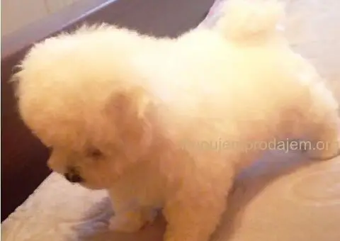 Kovrdžavi Bišon - 4/5