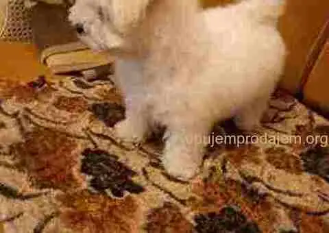 Kovrdžavi Bišon - 5/5