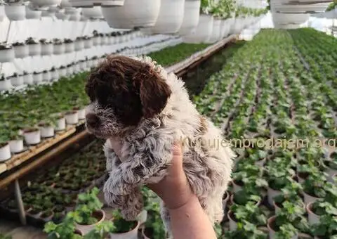 Lagoto romanjolo stenci - 1/5