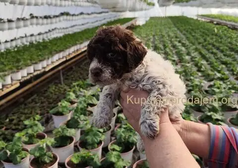 Lagoto romanjolo stenci - 2/5