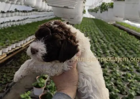 Lagoto romanjolo stenci - 4/5
