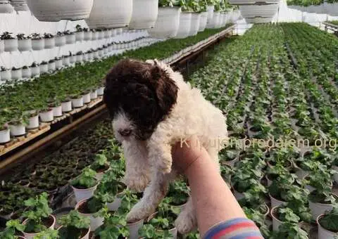 Lagoto romanjolo stenci - 5/5