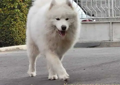 Nudim na prodaju dva fantastična SAMOJEDA - 1/5