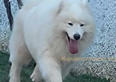 Nudim na prodaju dva fantastična SAMOJEDA - 2/5