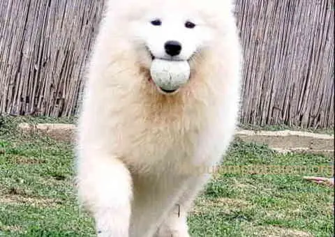 Nudim na prodaju dva fantastična SAMOJEDA - 3/5