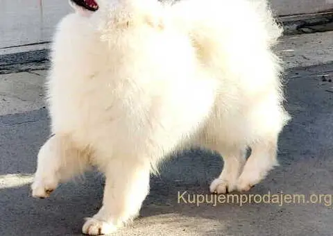 Nudim na prodaju dva fantastična SAMOJEDA - 4/5