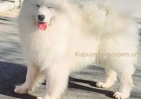 Nudim na prodaju dva fantastična SAMOJEDA - 5/5