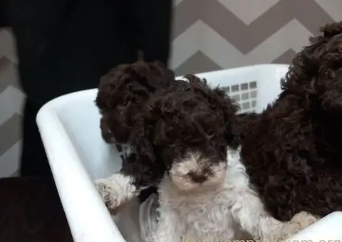 Stenci Lagotto Romagnolo - 1/9