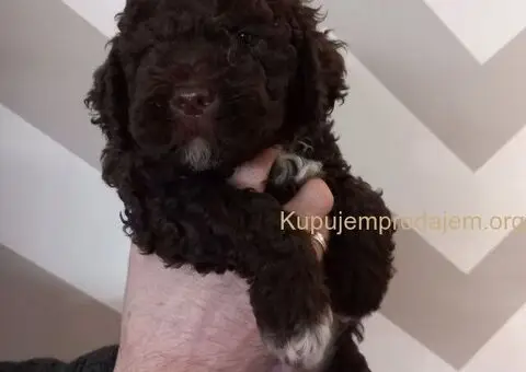 Stenci Lagotto Romagnolo - 2/9