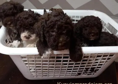 Stenci Lagotto Romagnolo - 3/9