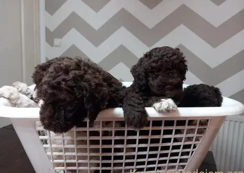 Stenci Lagotto Romagnolo - 4/9