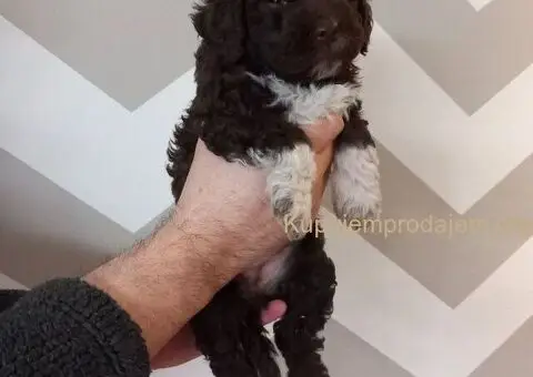 Stenci Lagotto Romagnolo - 5/9
