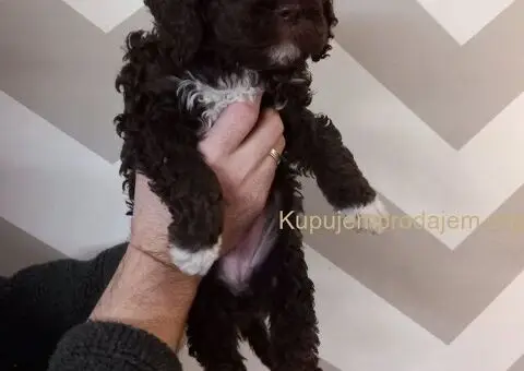 Stenci Lagotto Romagnolo - 6/9