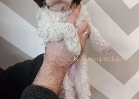 Stenci Lagotto Romagnolo - 7/9