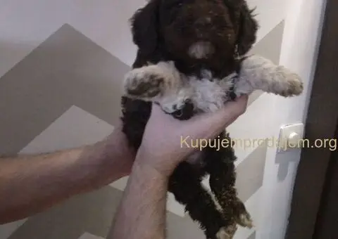 Stenci Lagotto Romagnolo - 8/9