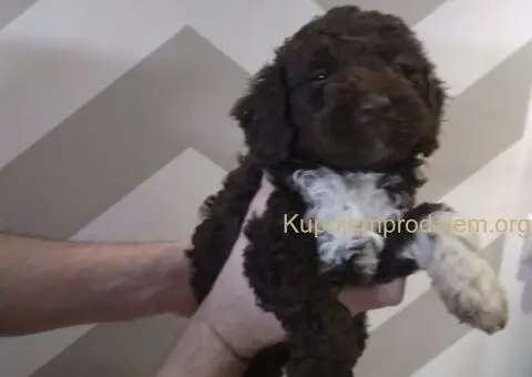 Stenci Lagotto Romagnolo - 9/9