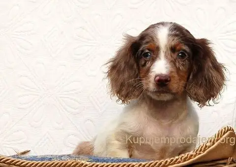 Dugodlaki jazavicar - 2/5