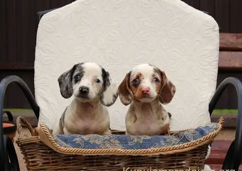 Dugodlaki jazavicar - 4/5